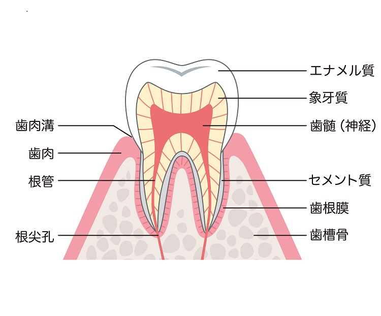 歯髄は歯の神経にあたる部分