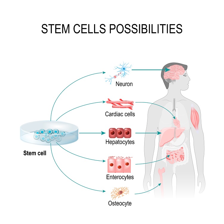 ヒト幹細胞とはどんなもの