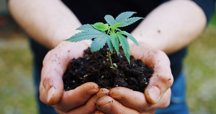 CBDの原料となる大麻を育てる土壌大切
